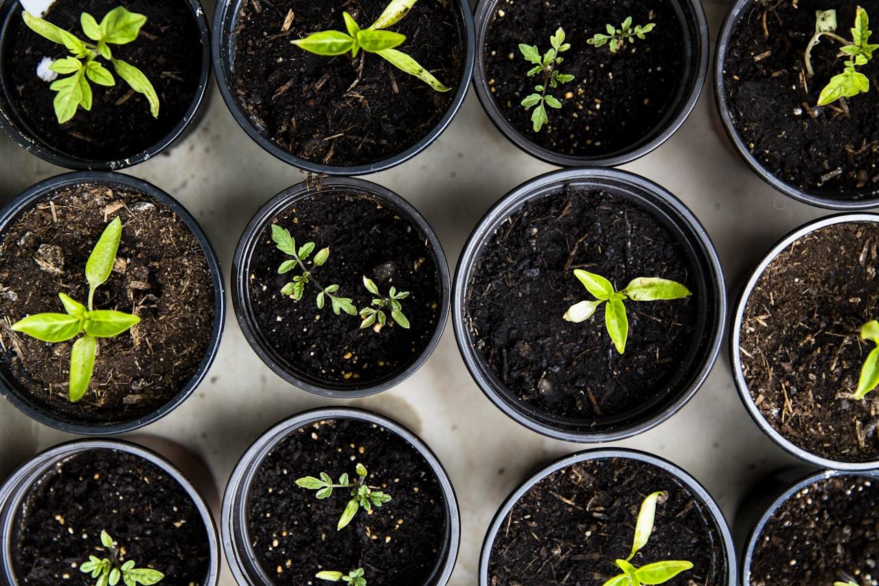 Plant Amino Acid Fertilizer Guide