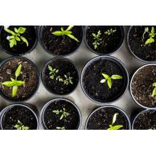Potassium Nitrate Market Holds Steady