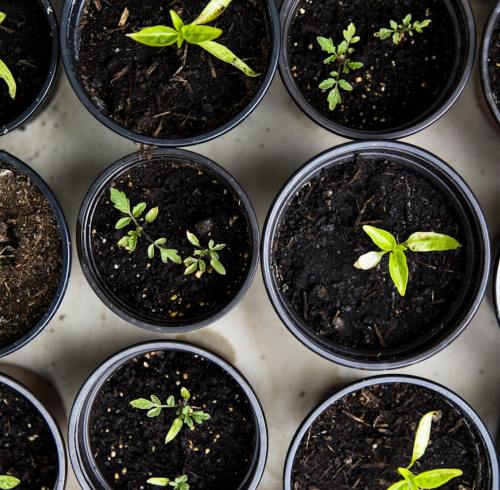 Plant Amino Acid Fertilizer Guide