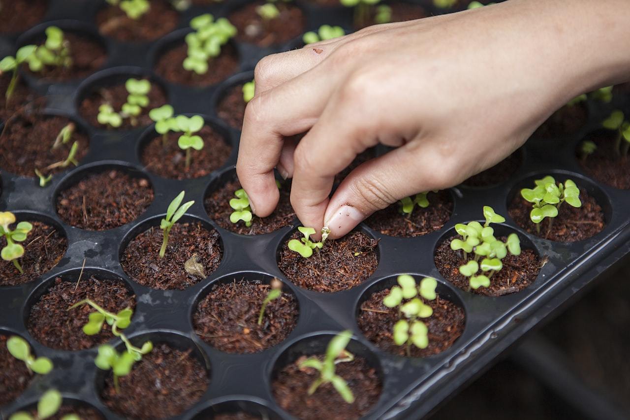 Nitrate Fertilizer Demand Rises in Asia