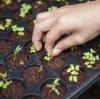 Nitrate Fertilizer Demand Rises in Asia