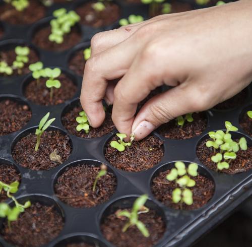 Nitrate Fertilizer Demand Rises in Asia