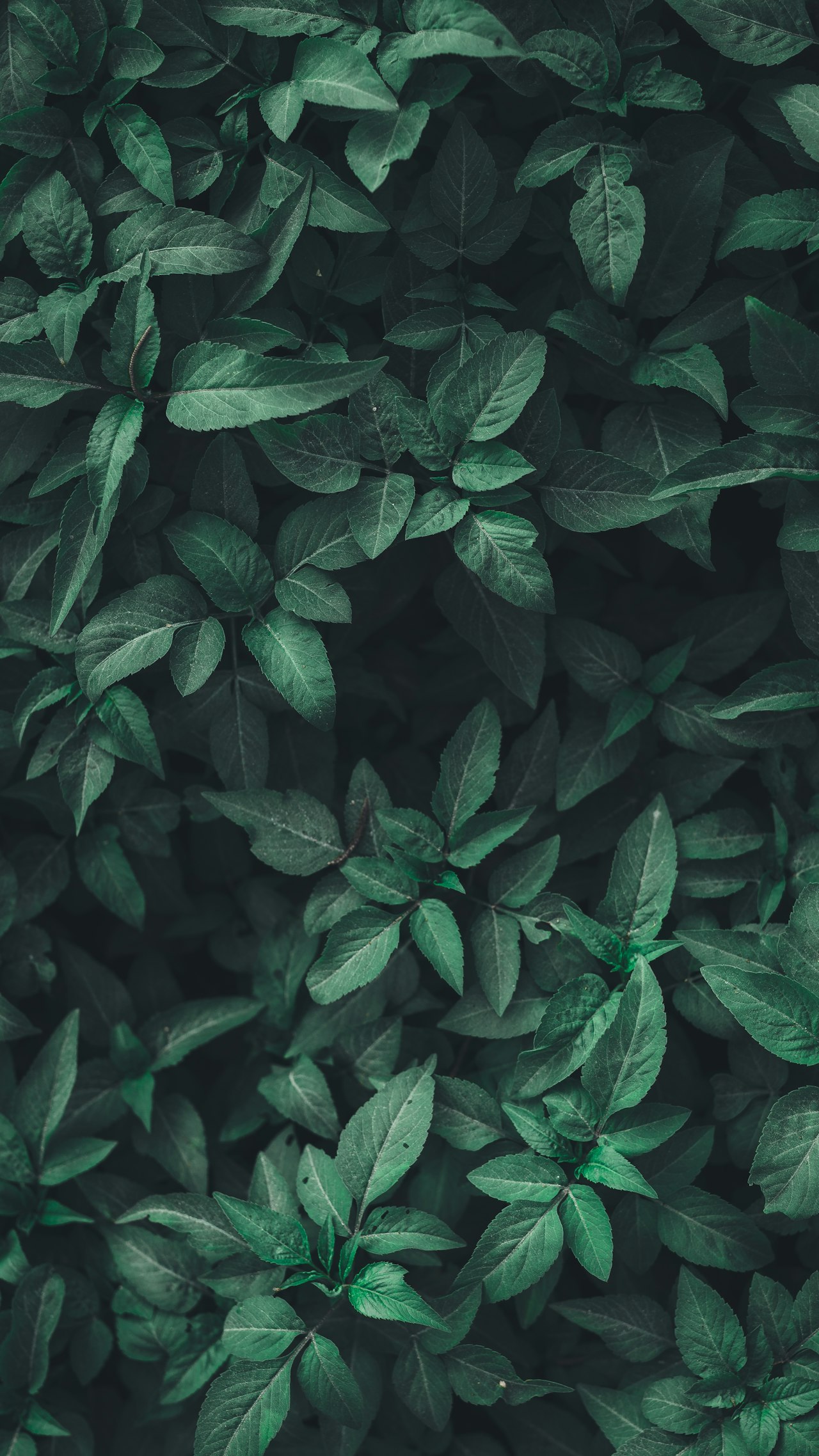 Amino Acid Biostimulants Gain Traction