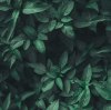 Amino Acid Biostimulants Gain Traction