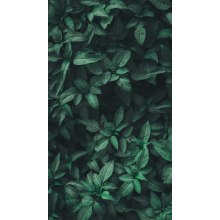 Amino Acid Biostimulants Gain Traction