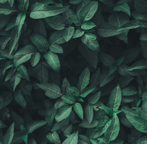 Amino Acid Biostimulants Gain Traction