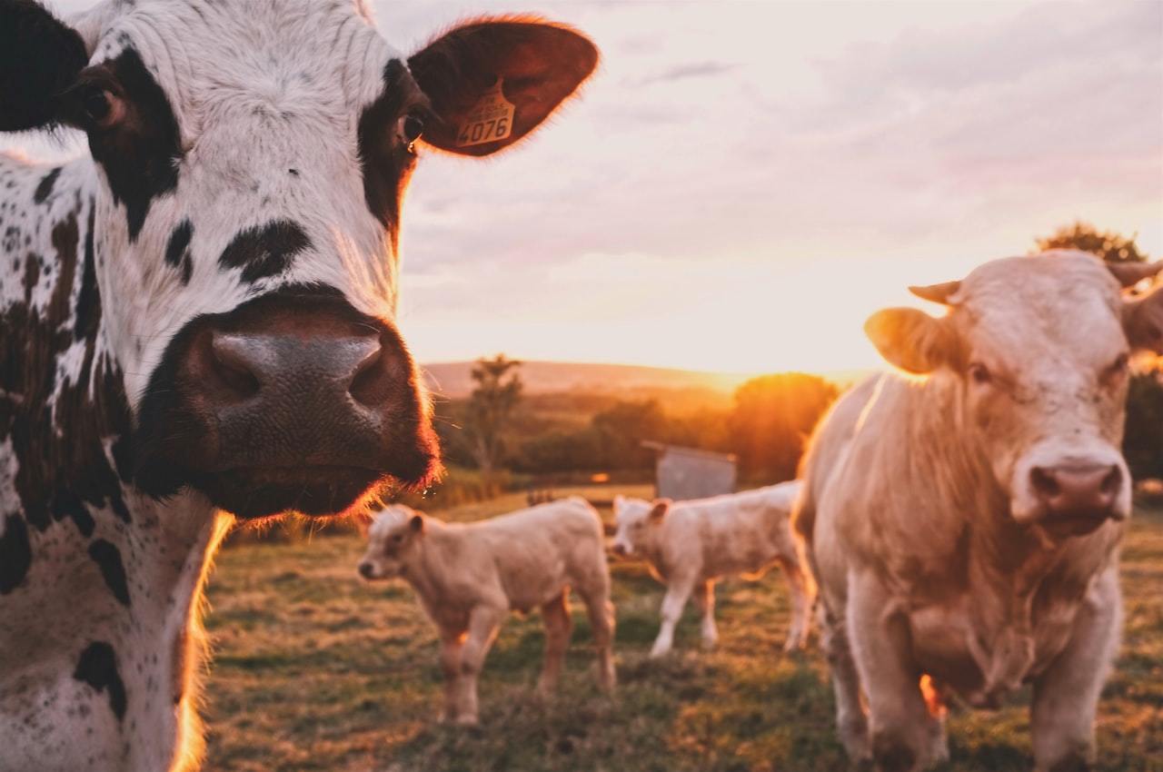 L-Lysine Feed Additive: Buyer Guide
