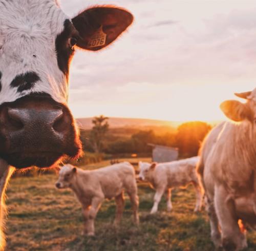 L-Lysine Feed Additive: Buyer Guide