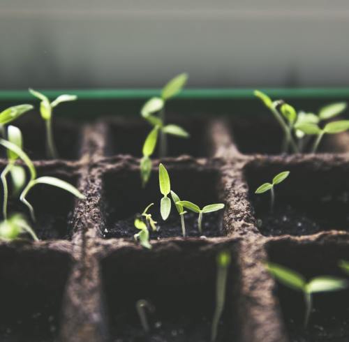 Fulvic Acid Biostimulant Guide