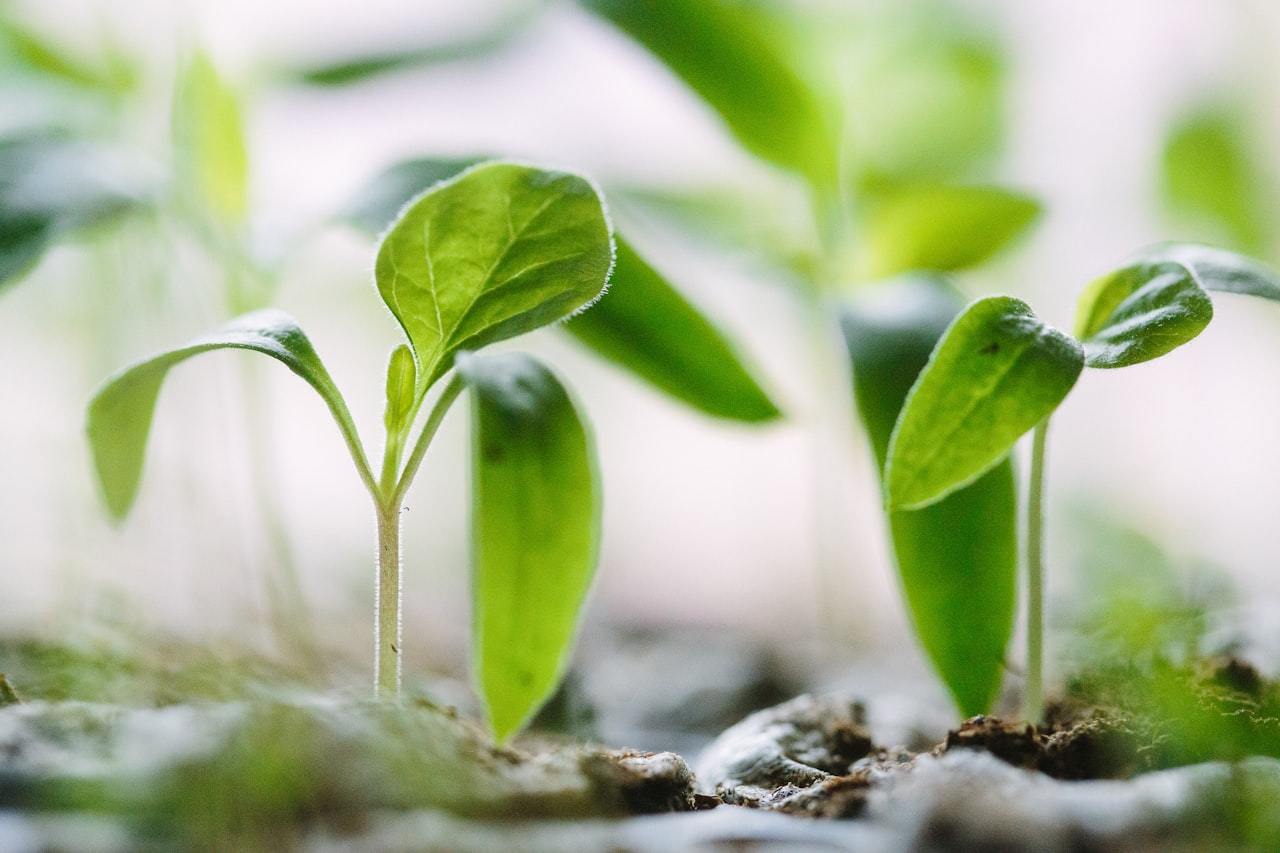 Chelated Micronutrients Guide