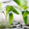 Chelated Micronutrients Guide
