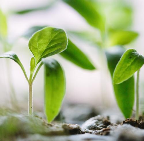 Chelated Micronutrients Guide