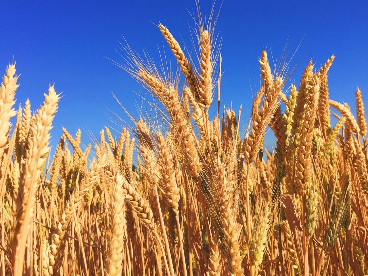 Urea Market Outlook: Supply Steady
