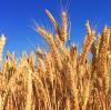 Urea Market Outlook: Supply Steady