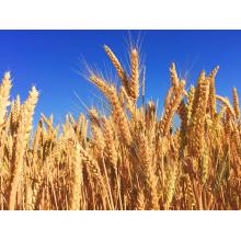 Urea Market Outlook: Supply Steady