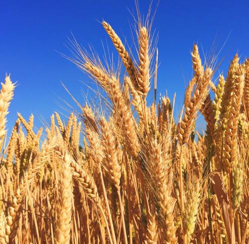 Urea Market Outlook: Supply Steady