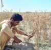 Potash Market Outlook: Sulphate Demand Stays Firm