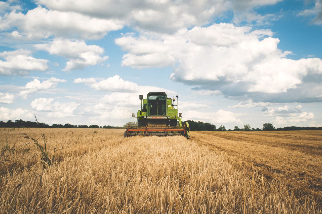 Potassium Sulphate for Crops: Fertilizer Buyer Guide