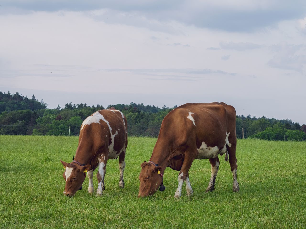Manganese Sulfate in Feed: Livestock Buyer Guide