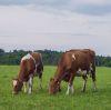 Manganese Sulfate in Feed: Livestock Buyer Guide