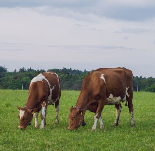 Manganese Sulfate in Feed: Livestock Buyer Guide