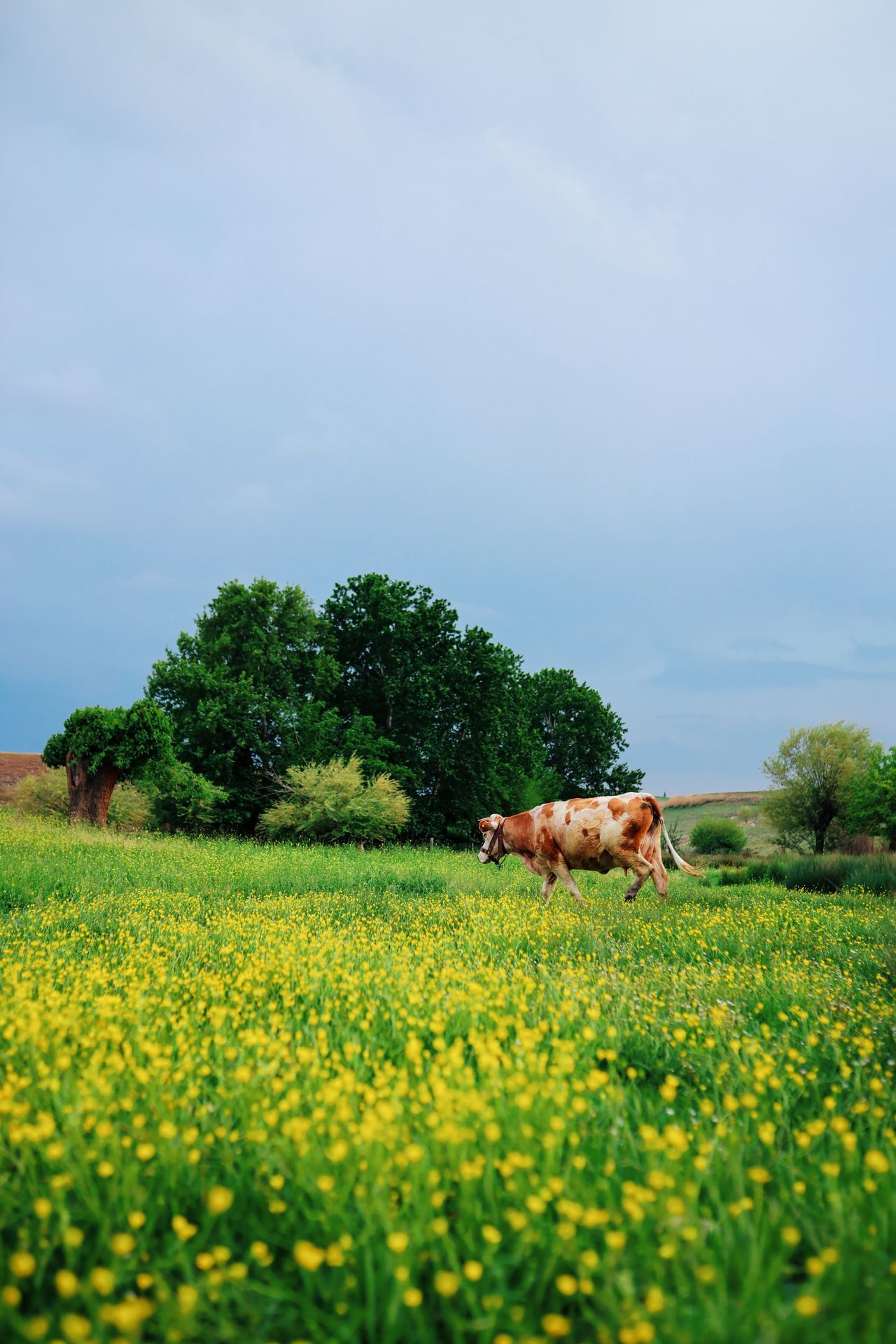 Amino Acid Feed Additives: Livestock Buyer Guide
