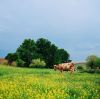 Amino Acid Feed Additives: Livestock Buyer Guide