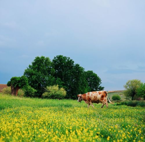 Amino Acid Feed Additives: Livestock Buyer Guide
