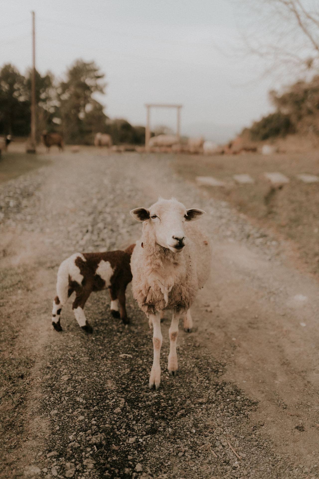 Magnesium Chloride in Feed: Livestock Buyer Guide