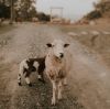 Magnesium Chloride in Feed: Livestock Buyer Guide