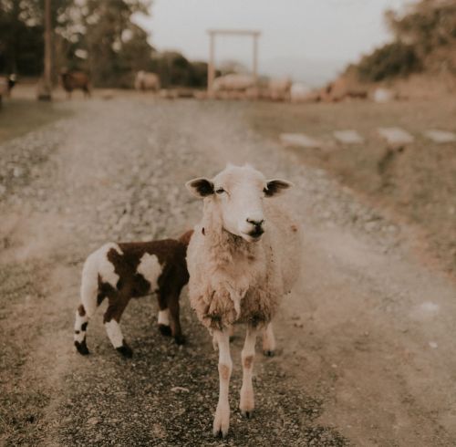 Magnesium Chloride in Feed: Livestock Buyer Guide