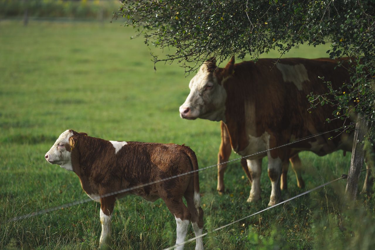 Zinc Feed Minerals Demand Rises in Livestock