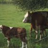 Zinc Feed Minerals Demand Rises in Livestock