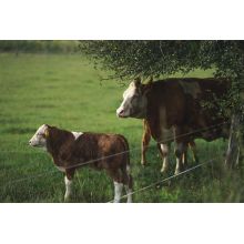 Zinc Feed Minerals Demand Rises in Livestock