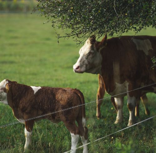 Zinc Feed Minerals Demand Rises in Livestock
