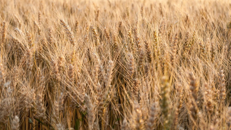 Potassium Nitrate for Crops: Fertilizer Guide