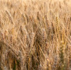 Potassium Nitrate for Crops: Fertilizer Guide