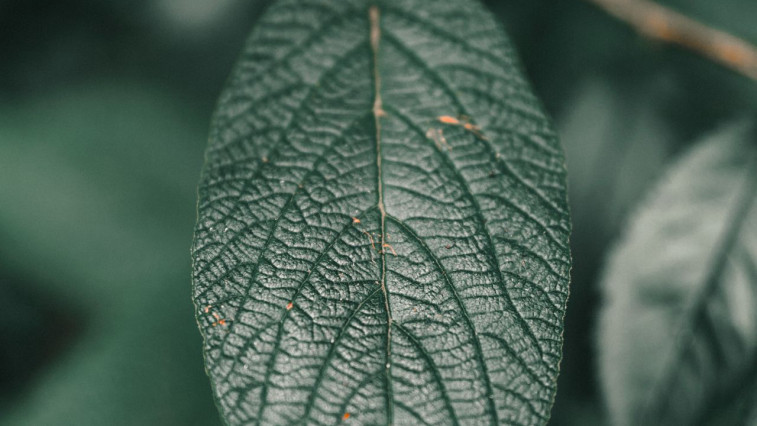 EDTA Chelated Zinc: Micronutrient Guide