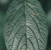 EDTA Chelated Zinc: Micronutrient Guide