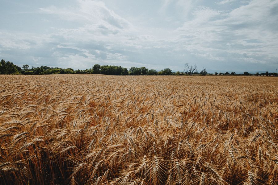 fruit crop nutrition in a golden wheat and cereal field