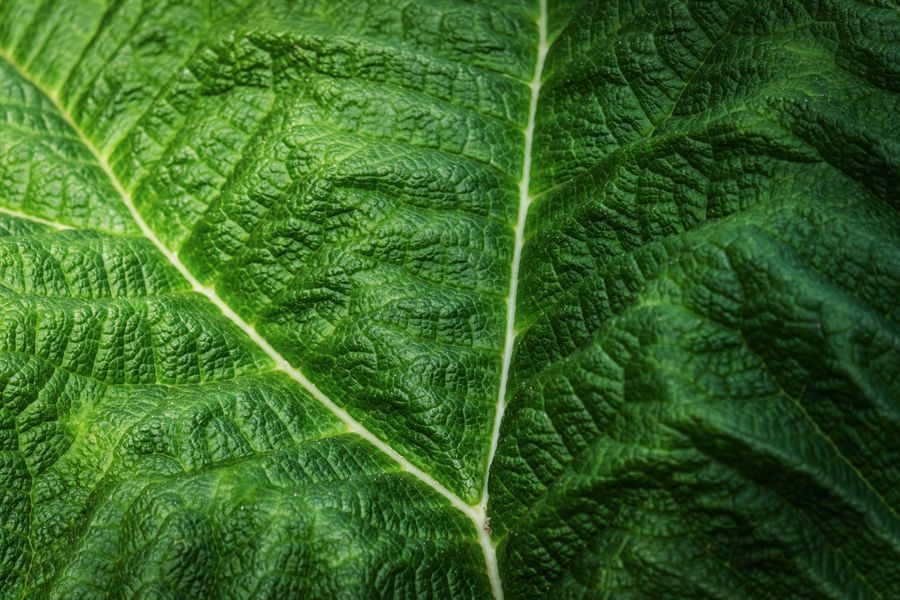 healthy green leaf close-up showing strong crop micronutrient status