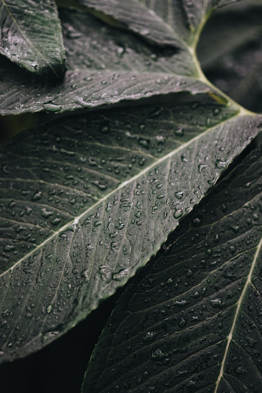 green leaves with water droplets showing balanced crop micronutrient nutrition
