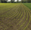 Micronutrient Deficiency Drives Chelate Demand