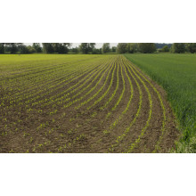 Micronutrient Deficiency Drives Chelate Demand