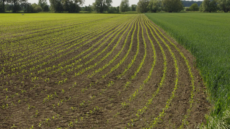 Micronutrient Deficiency Drives Chelate Demand