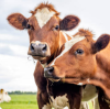 Feed Grade Magnesium Oxide Becomes Vital Animal Feed Additives