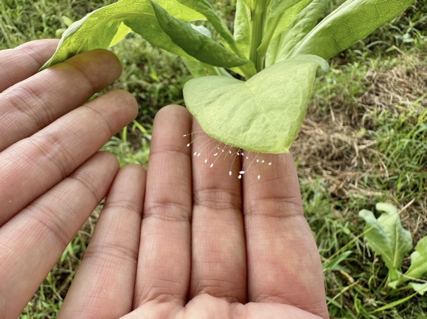 Magnesium Sulfate Heptahydrate