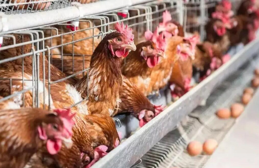 ustainable feed additives