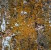 Birch Sap: Unveiling the Ancient Elixir's Modern Health Benefits and Nutritional Riches