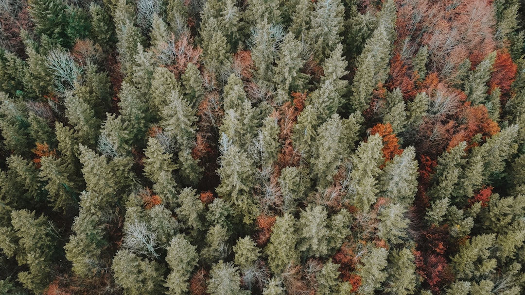 Birch Sap Forest